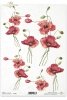 mak, maki, czerwone, kwiaty, makówki, ogród, łąka, R167, flowers, red, field poppies, meadow, garden, ote Mohnblumen, Blumen. Frivoler Feldmohn im Wind, amapolas rojas, flores, amapolas de campo en el viento